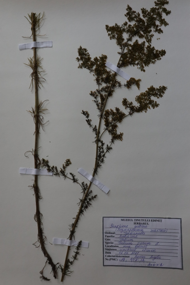 Galium verum 