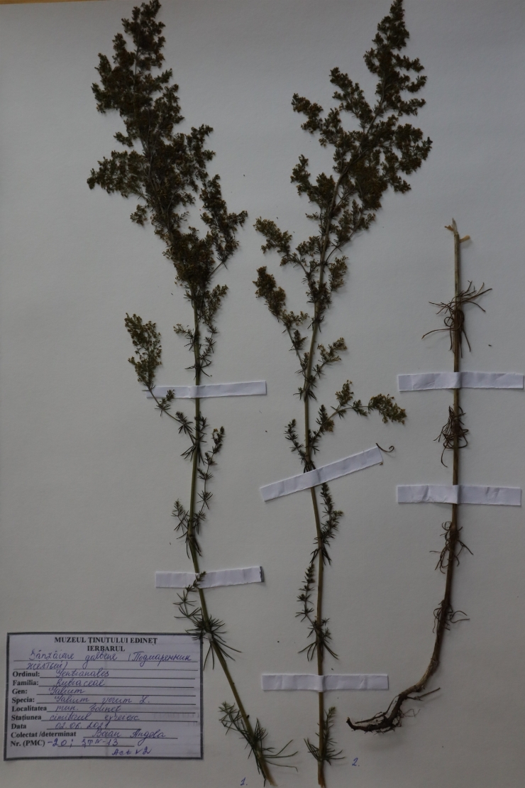 Galium verum 