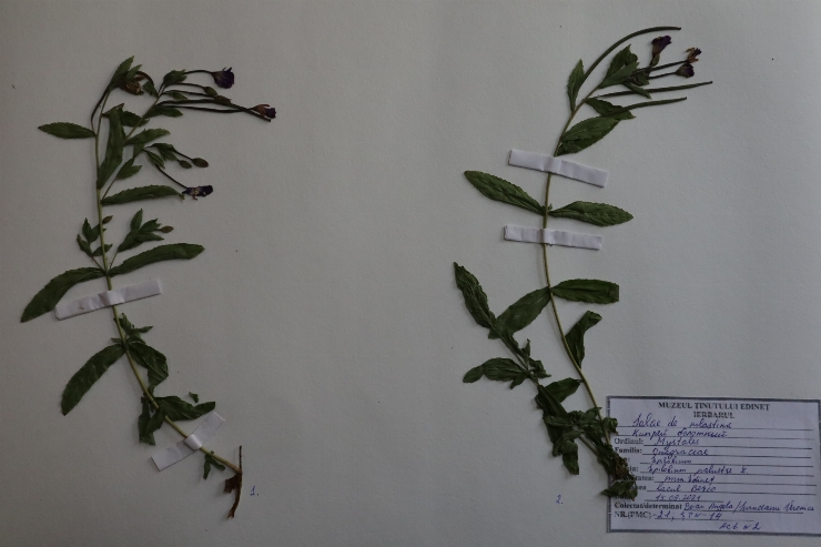 Epilobium palustre 