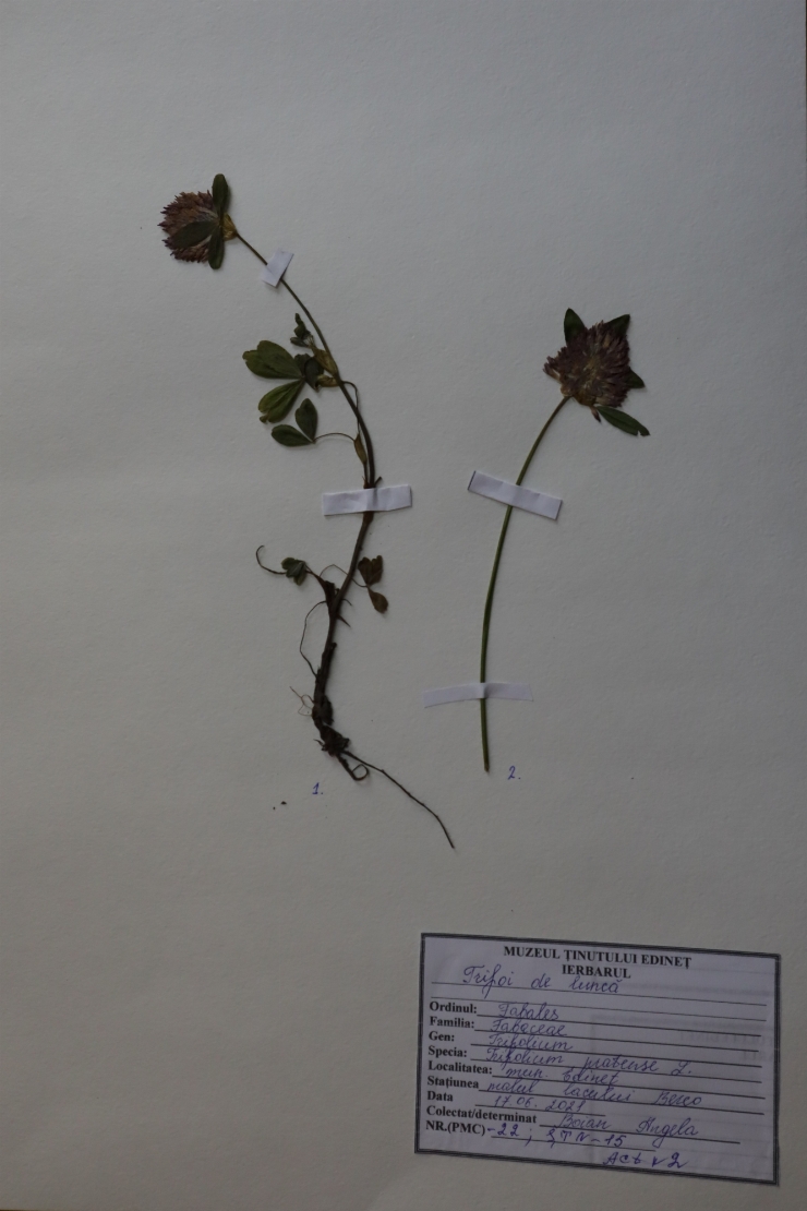 Trifolium pratense 