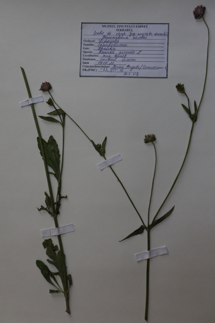 Knautia arvensis 