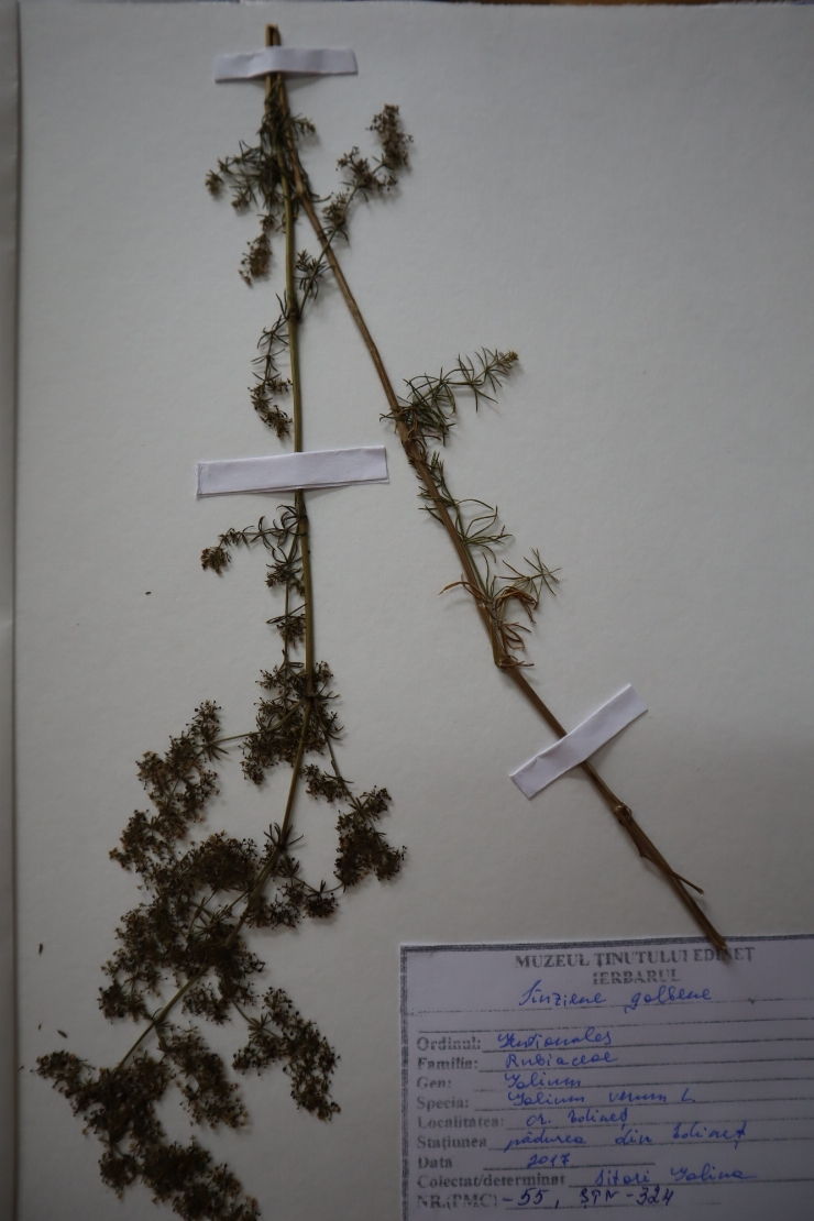 Galium verum 