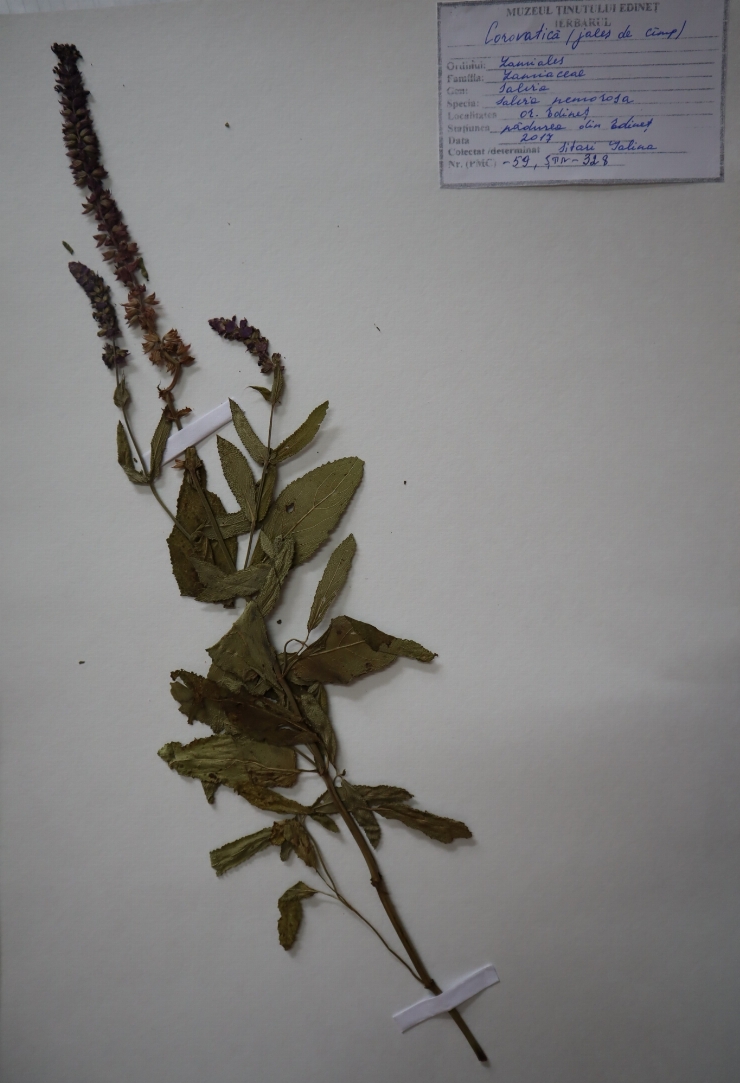 Salvia nemorosa 