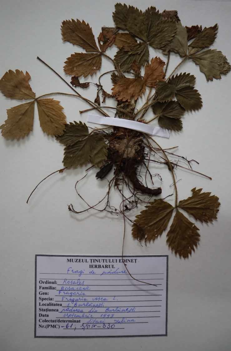 Fragaria vesca 