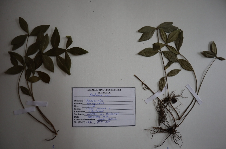Vinca minor 