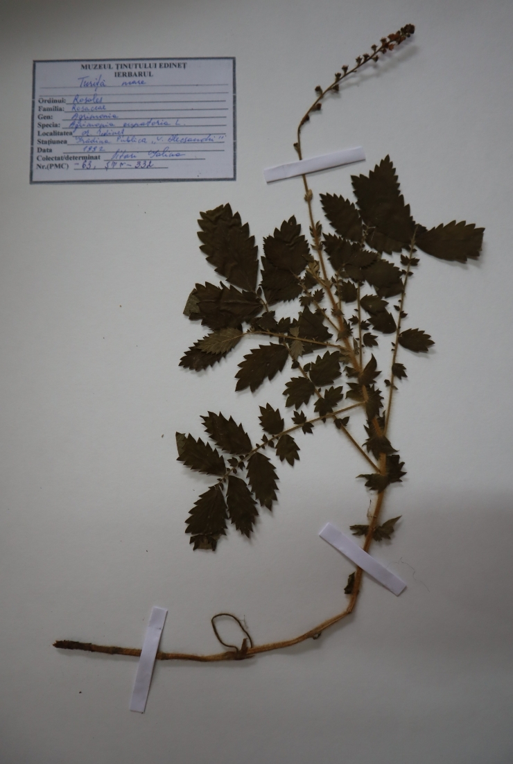 Agrimonia eupatoria