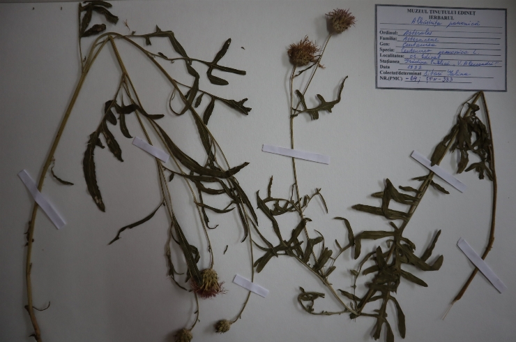 Centaurea pannonica 