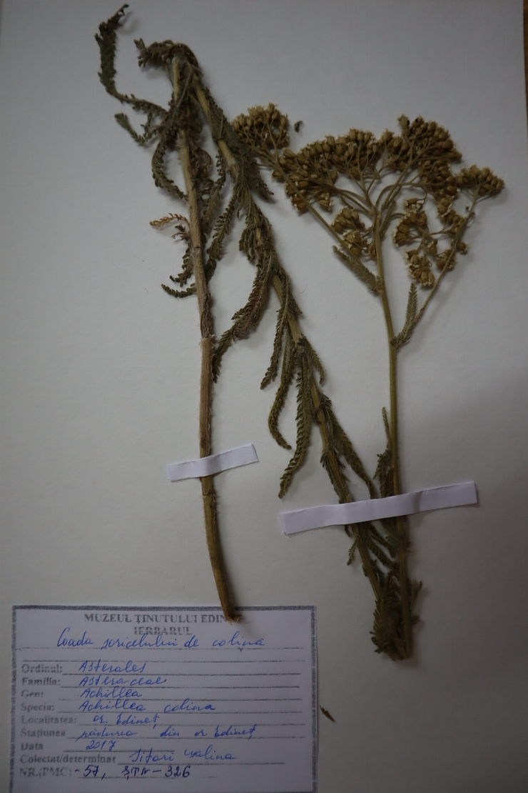 Achillea collina 
