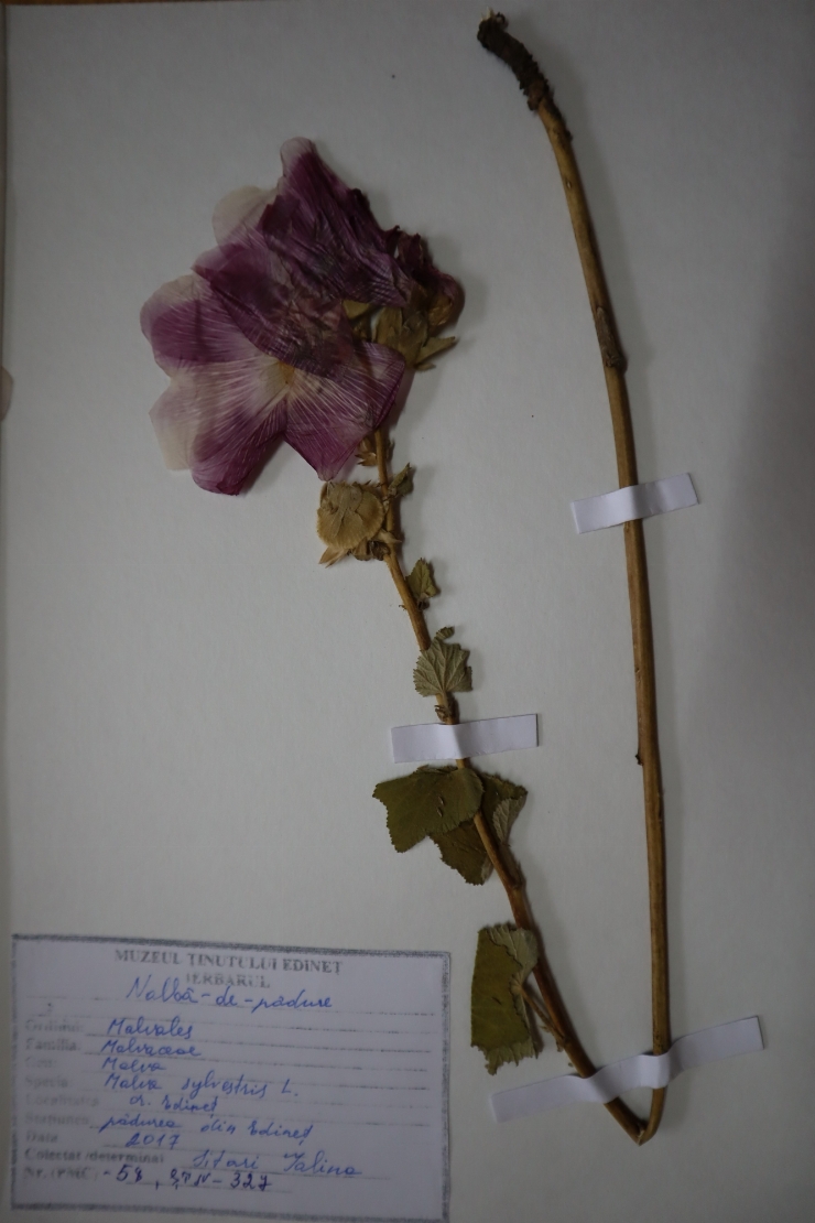 Malva sylvestris 