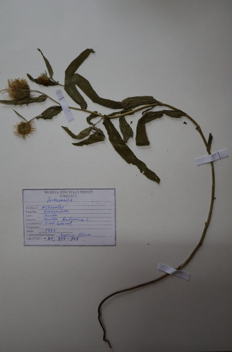 Inula britanica 