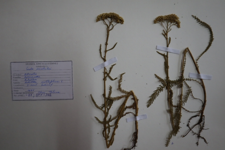 Achillea millefolium 