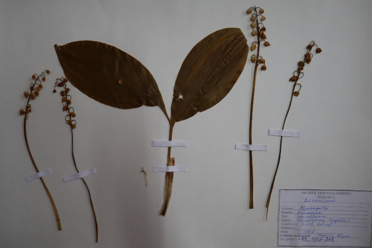 Convallaria majalis 