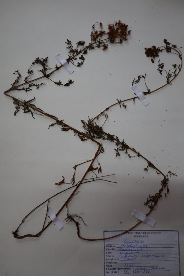 Hypericum perforatum 