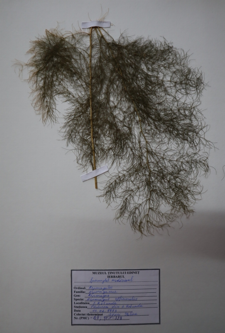 Asparagus officinalis 