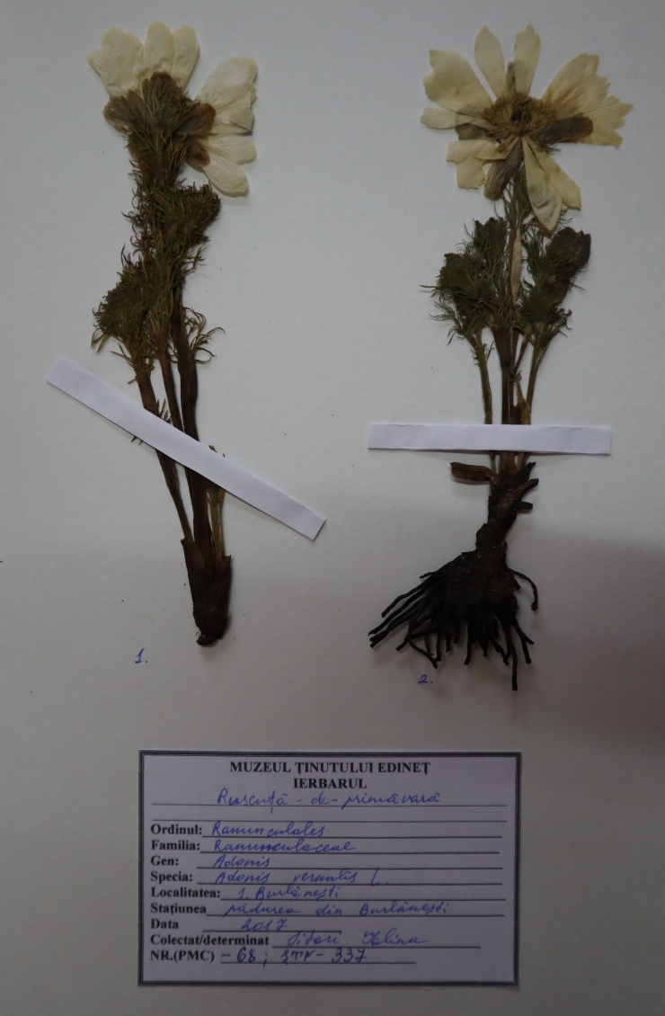 Adonis vernalis 