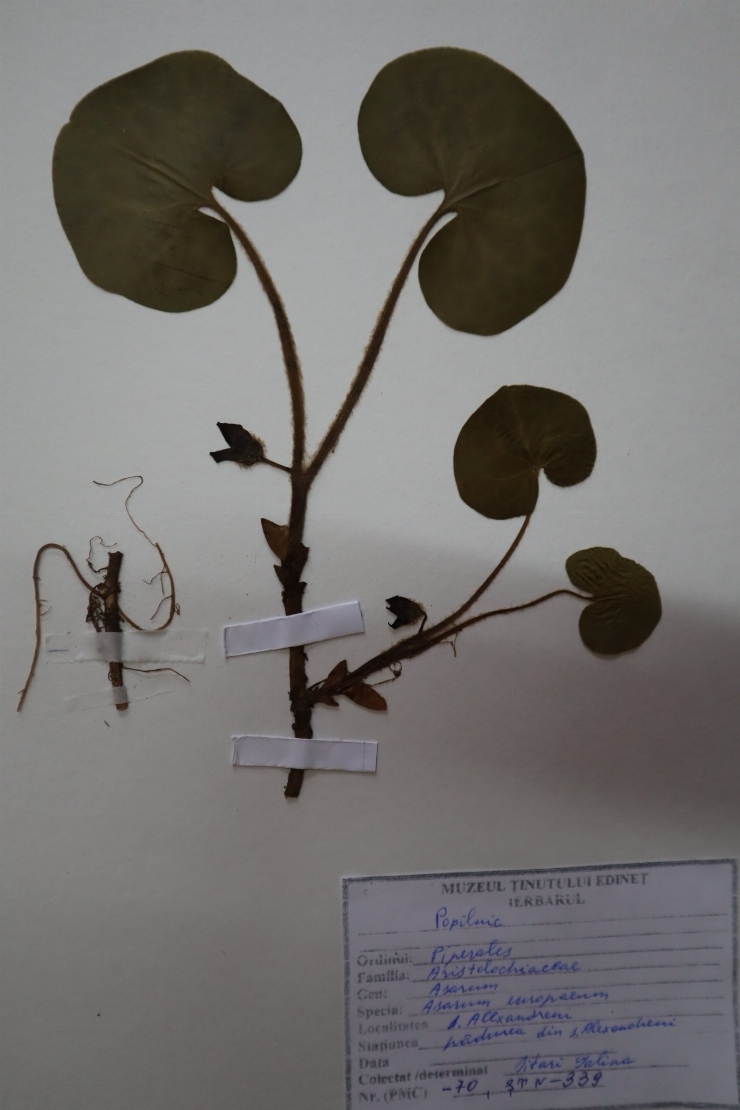 Asarum europaeum 