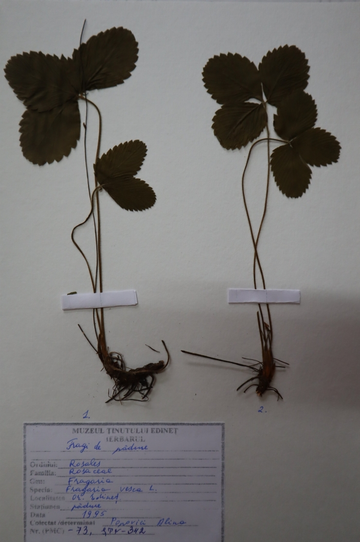 Fragaria vesca 
