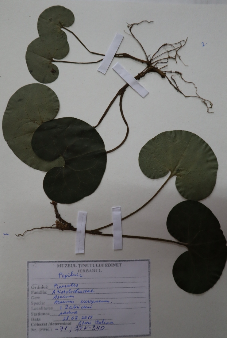 Asarum europaeum 