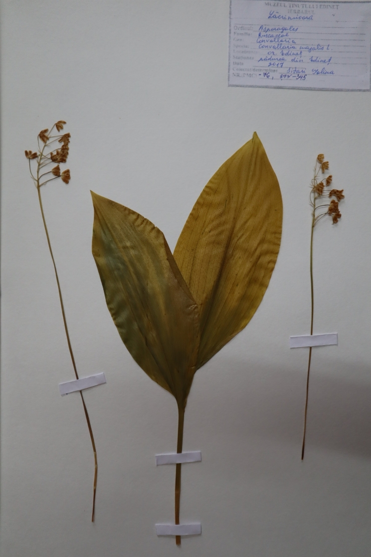 Convallaria majalis 