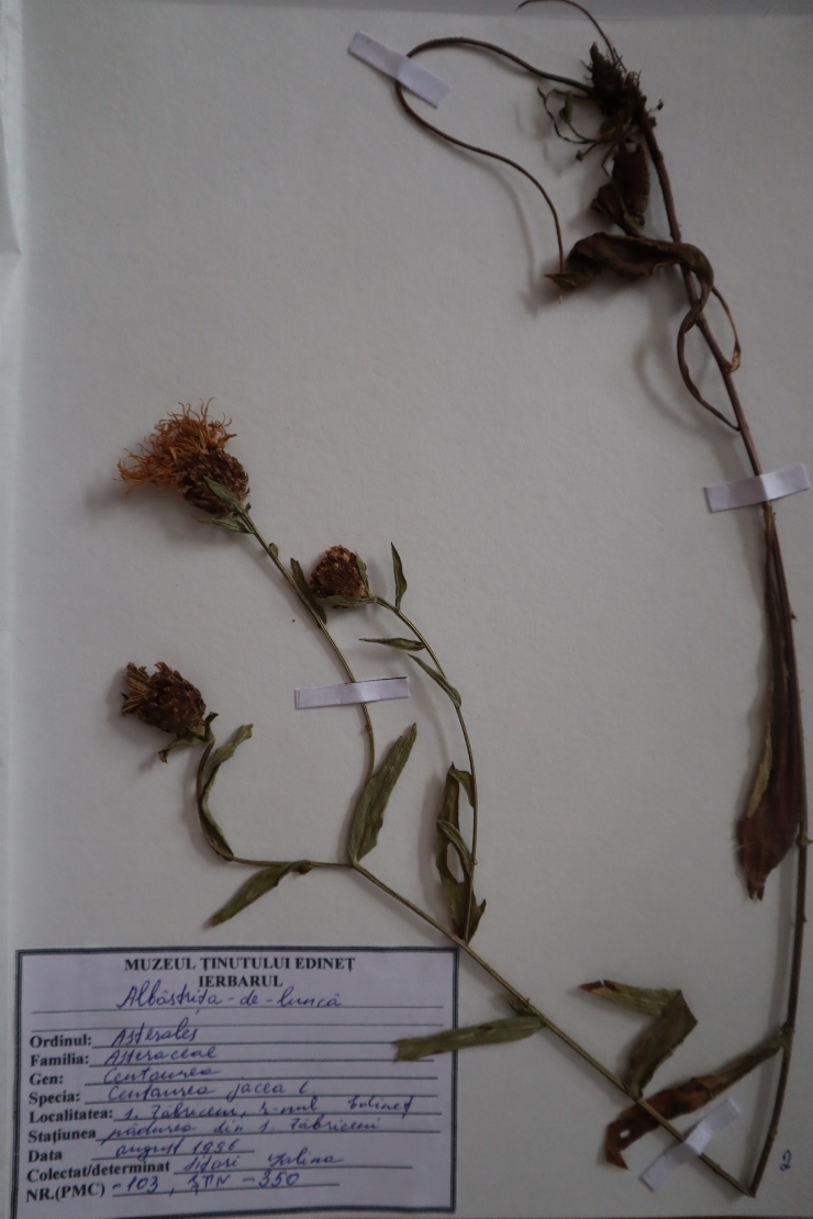 Centaurea jacea 