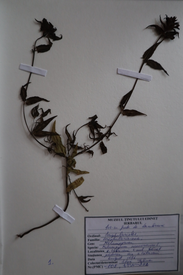 Melampyrum nemorosum
