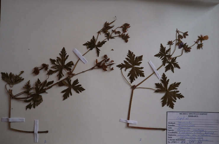 Geranium pratense 