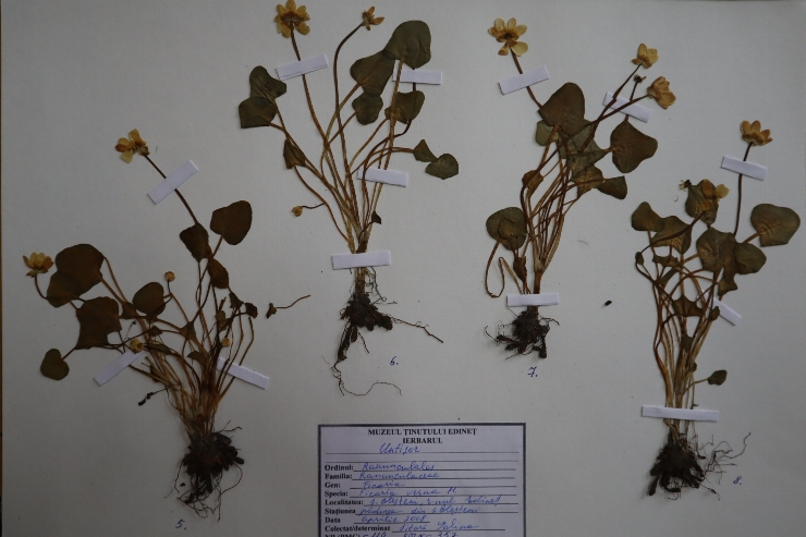 Ficaria verna 