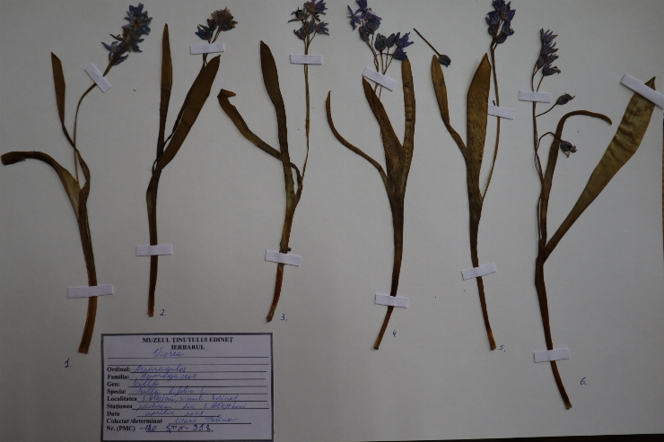 Scilla bifolia 