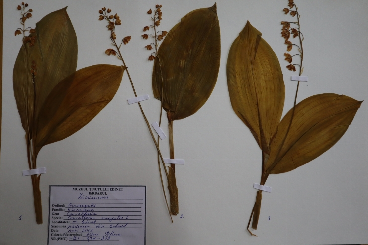 Convallaria majalis 