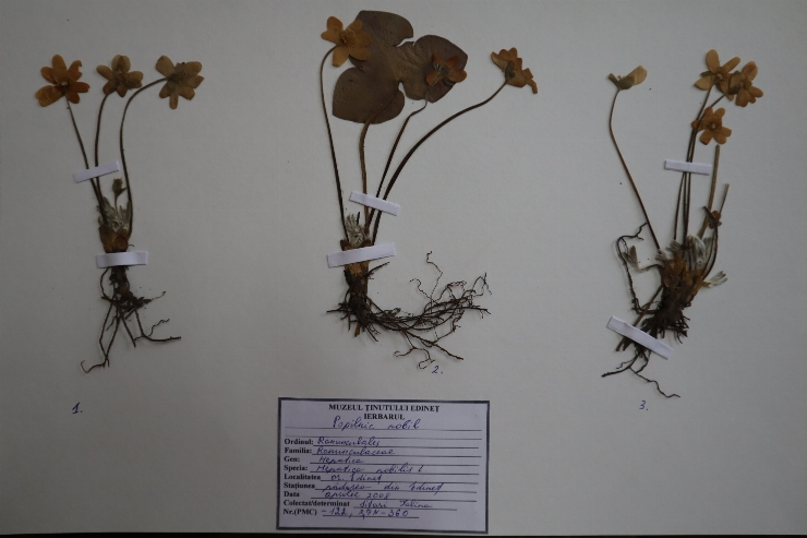 Hepatica nobilis 