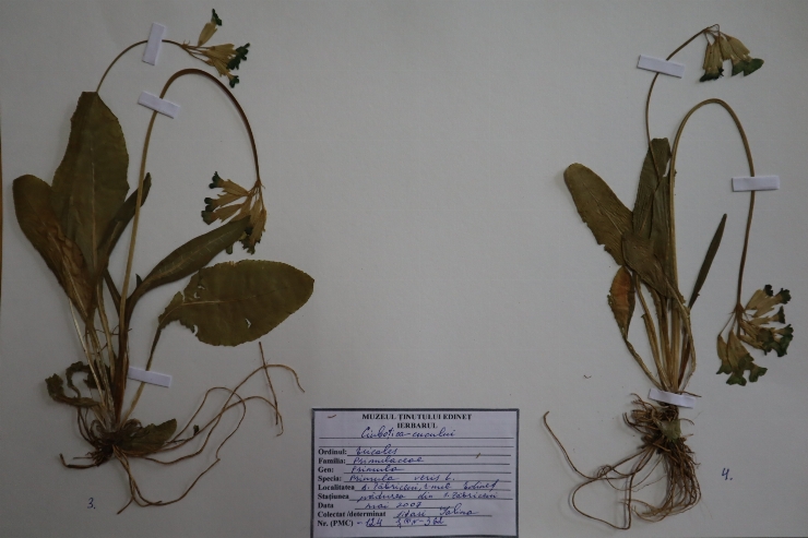 Primula veris 