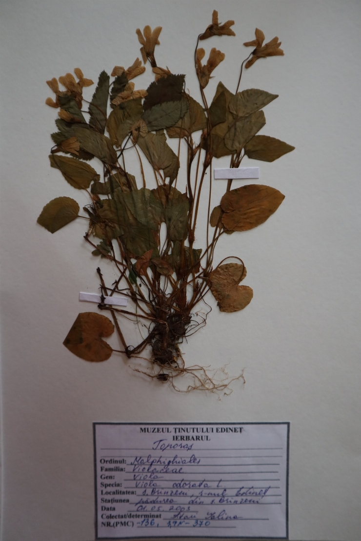 Viola odorata 