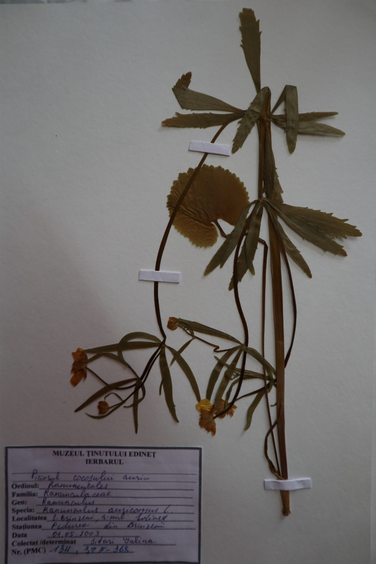 Ranunculus auricomus