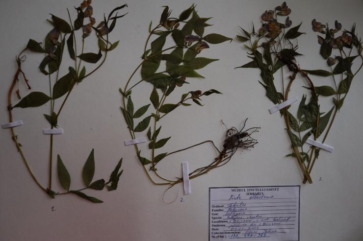 Lathyrus venetus 