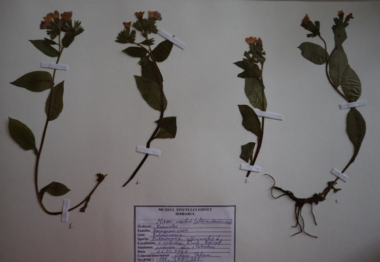 Pulmonaria officinalis 