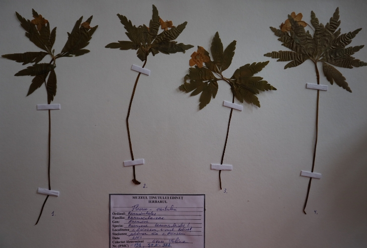 Anemone ranunculoides 
