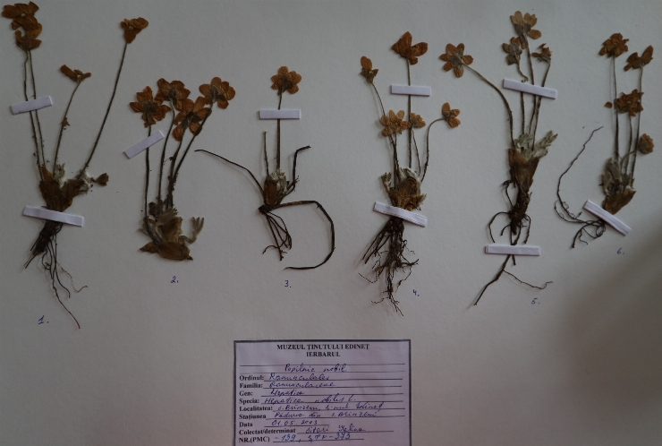 Hepatica nobilis 
