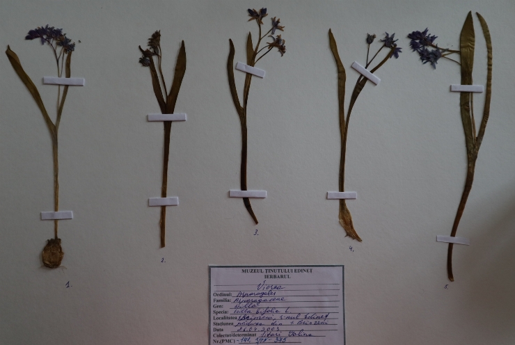 Scilla bifolia 