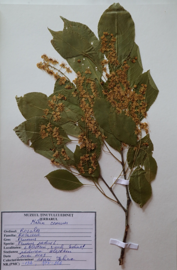 Prunus padus 