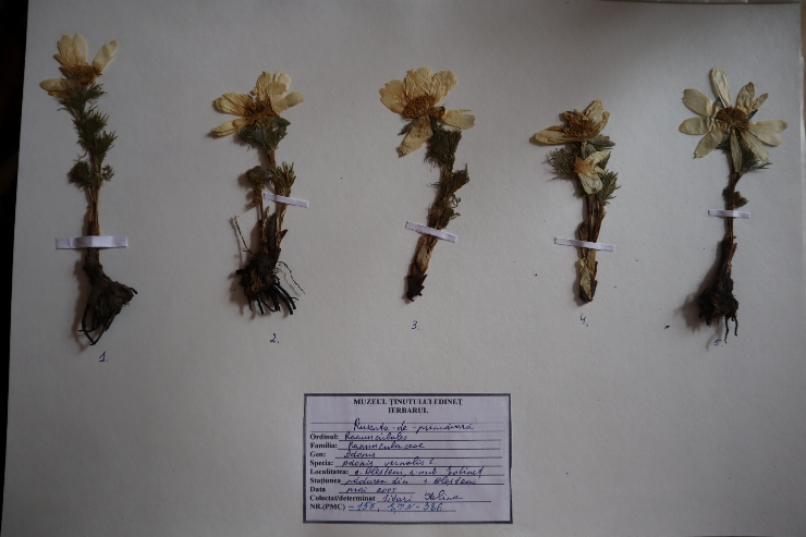 Adonis vernalis 