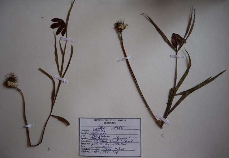 Fritillaria meleagris 