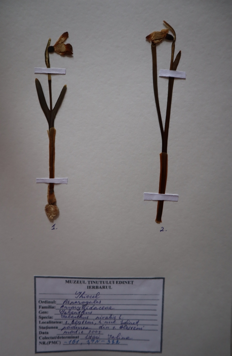 Galanthus nivalis 