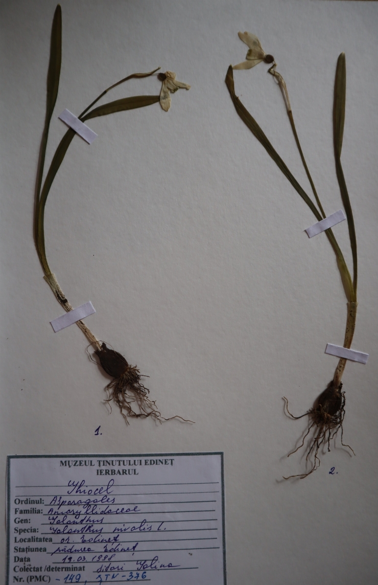 Galanthus nivalis 