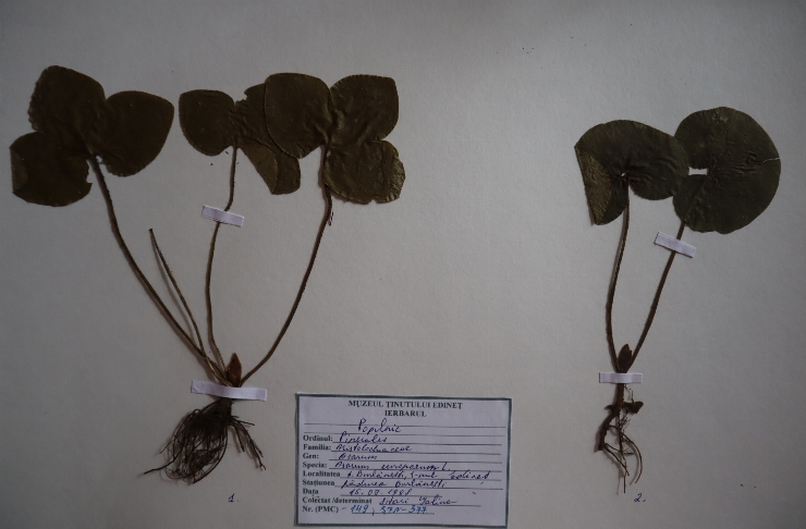 Asarum europaeum 