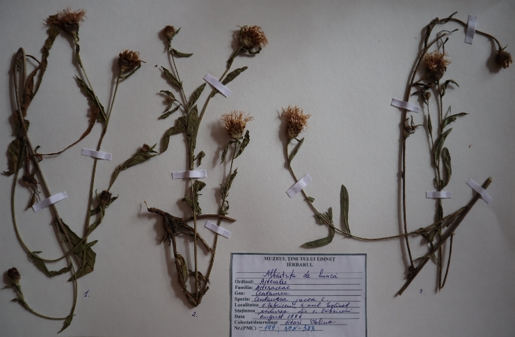 Centaurea jacea 