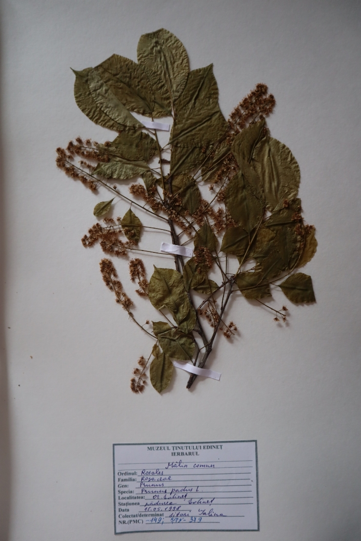 Prunus padus 