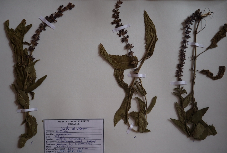 Salvia nemorosa 