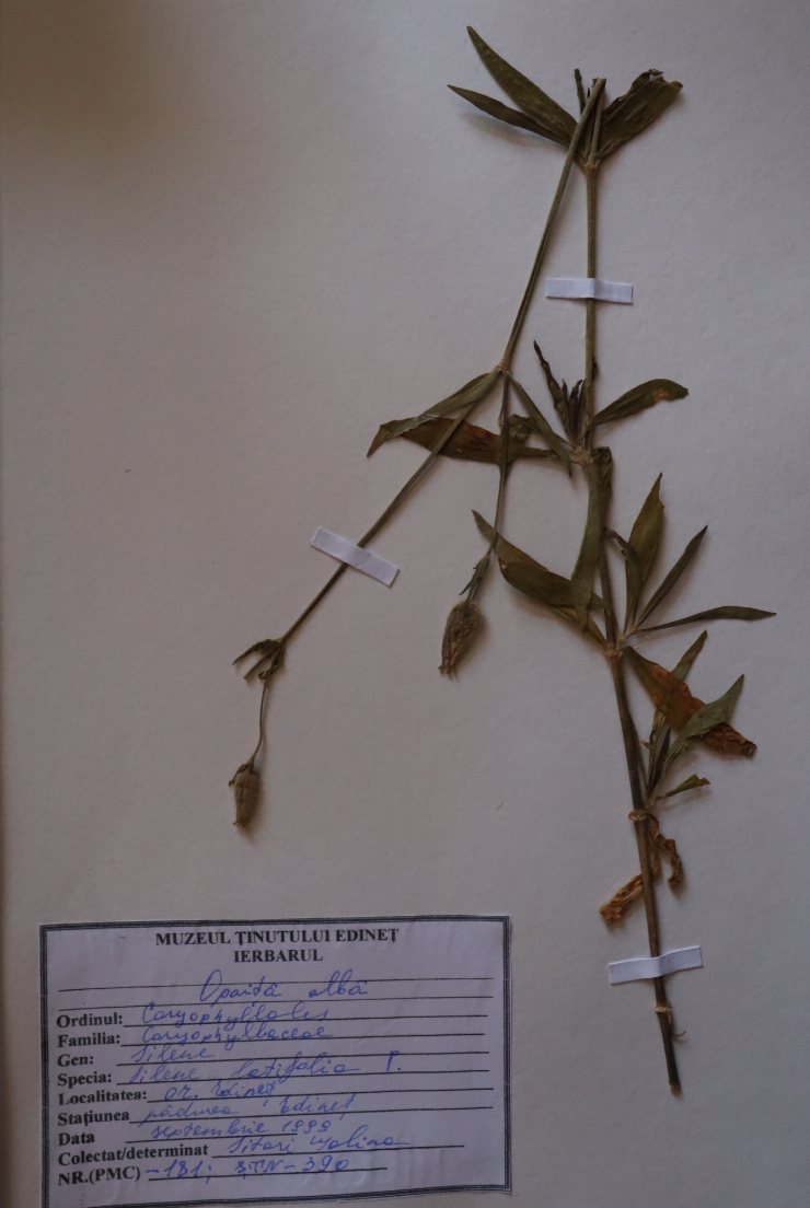 Silene latifolia 