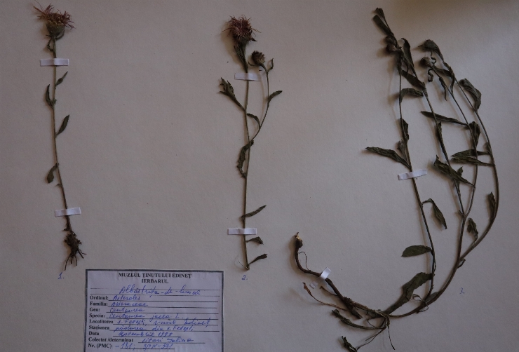 Centaurea jacea 