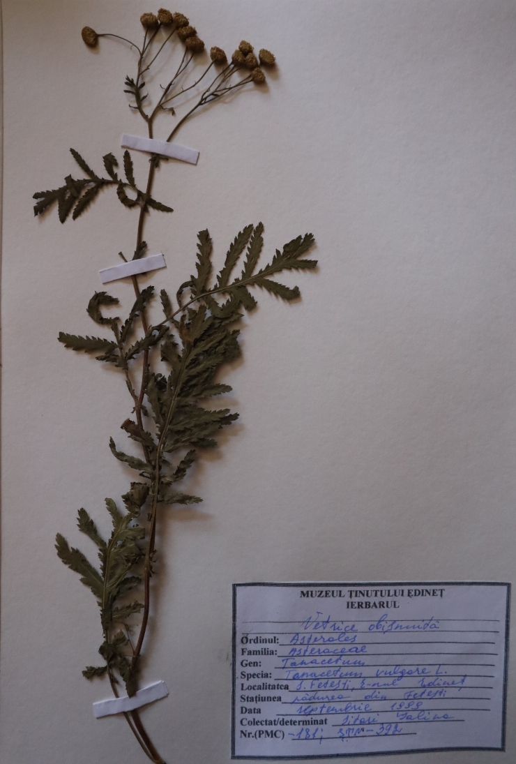 Tanacetum vulgare 